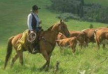 Photo of a North American cowboy on horseback herding cattle